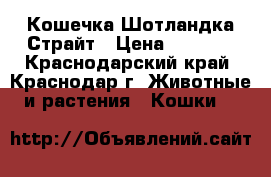 Кошечка Шотландка Страйт › Цена ­ 7 500 - Краснодарский край, Краснодар г. Животные и растения » Кошки   